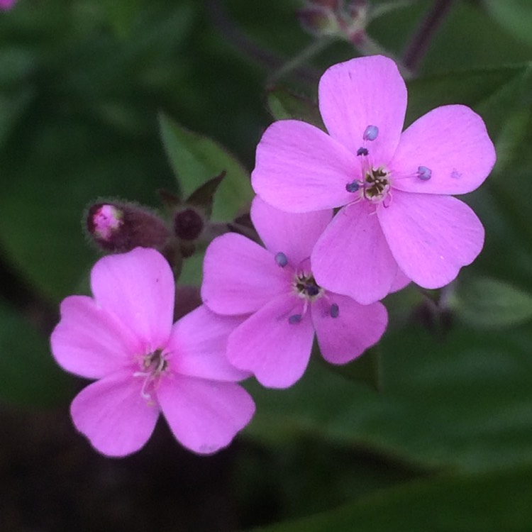 Plant image Saponaria ocymoides syn. Silene ocymoides