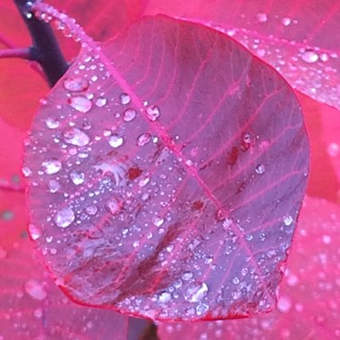 Cotinus 'Grace'