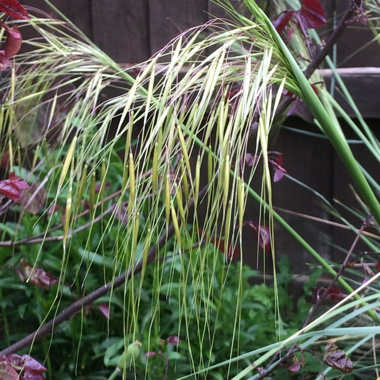 Plant image Stipa Gigantea