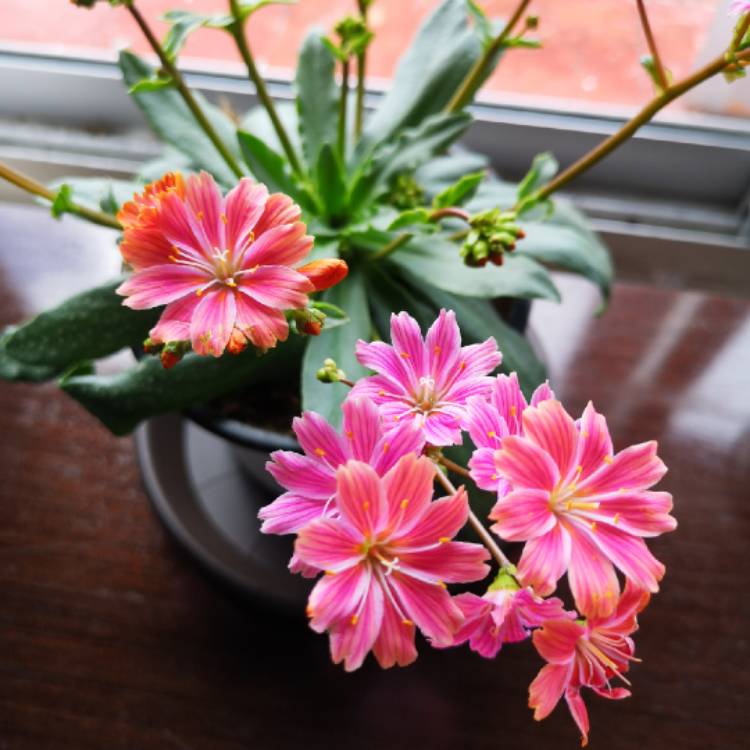 Plant image Lewisia Cotyledon 'Beckneri'