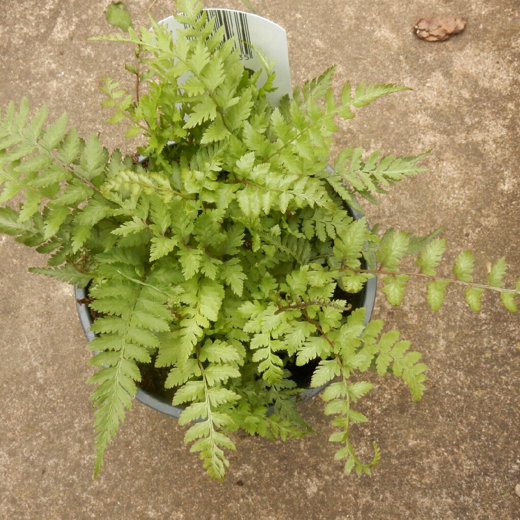 Polystichum Tsussimense Korean Rock Fern