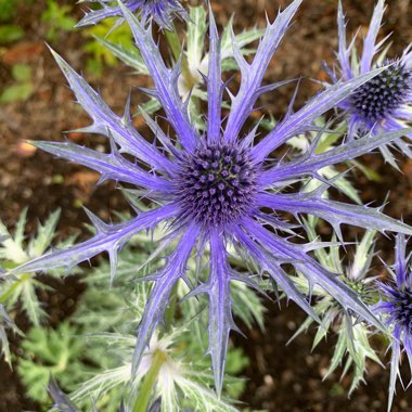 Sea Holly 'Big Blue'