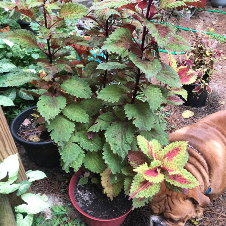 Plant image Solenostemon scutellarioides 'UF10-45-12' syn. Solenostemon scutellarioides 'Coleosaurus'