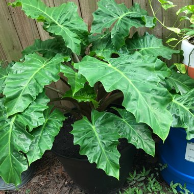 Elephant Ear (Colocasia)