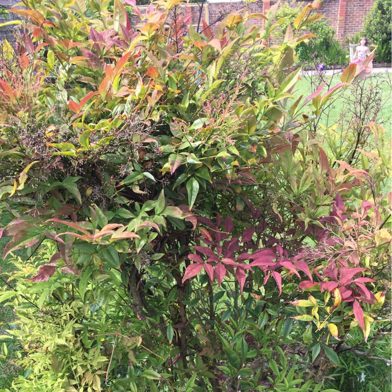 Nandina domestica 'Twilight'