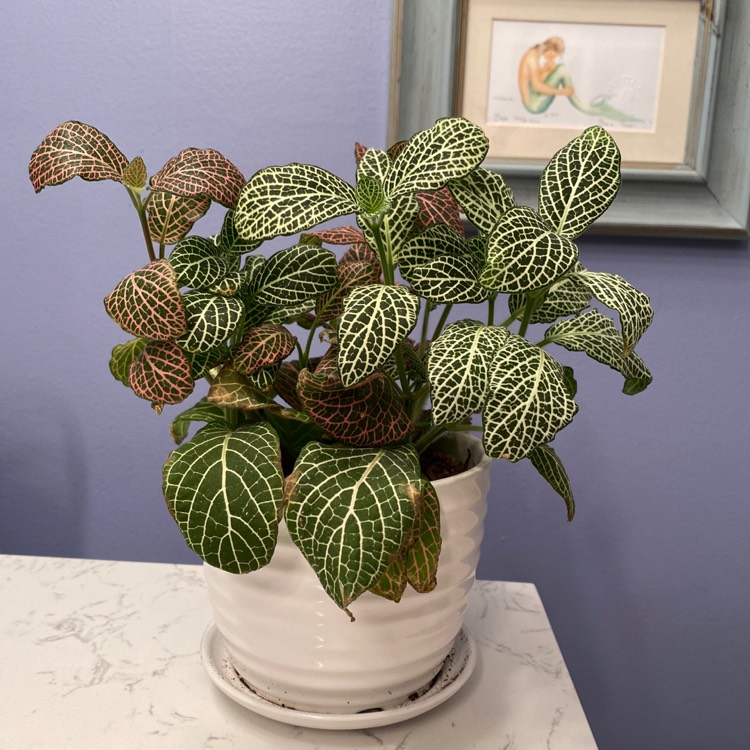 Plant image Fittonia Argyroneura