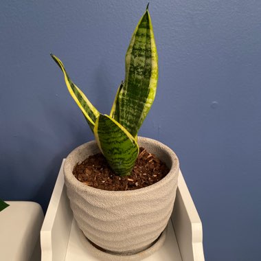 Snake Plant