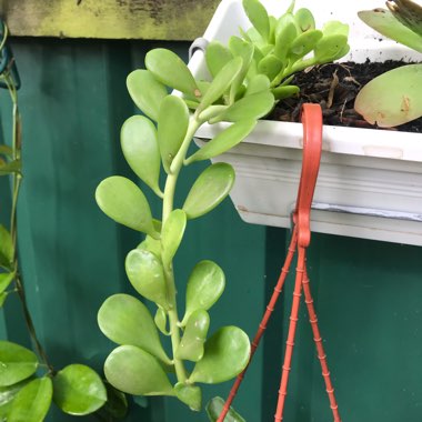 Senecio jacobsenii