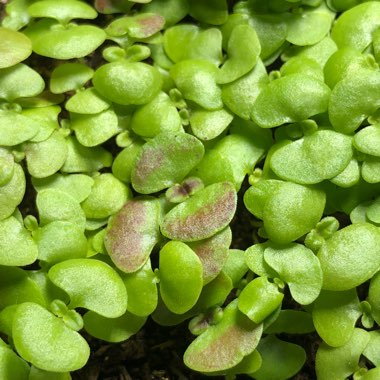 Solenostemon scutellarioides 'Pas2026' (Wizard Series) syn. Solenostemon scutellarioides 'Wizard Rose'