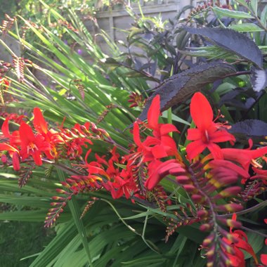 Montbretia 'Lucifer'