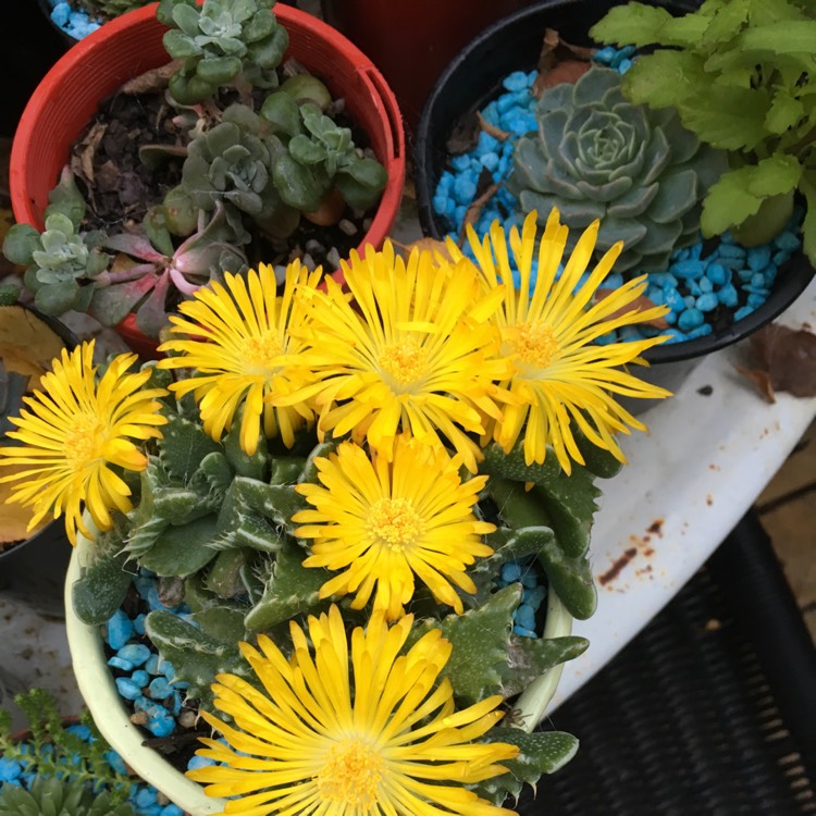 Plant image Faucaria hybrida 'Sea Dragon'