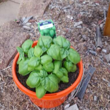 Thai Basil