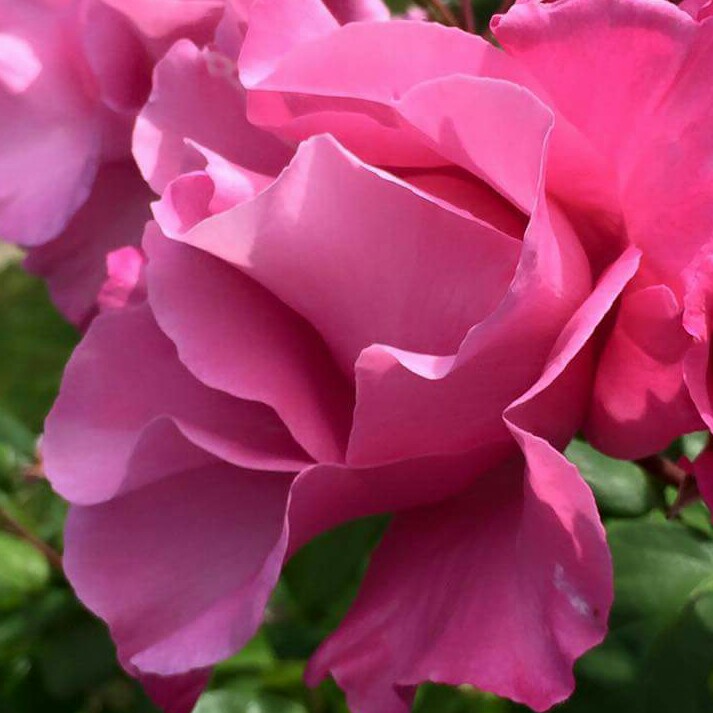 Plant image Rosa 'Eden Rose'