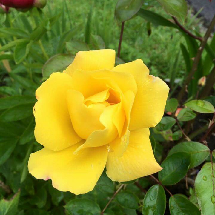 Plant image Rosa 'Korgolgat' syn. Rosa 'Golden Gate'