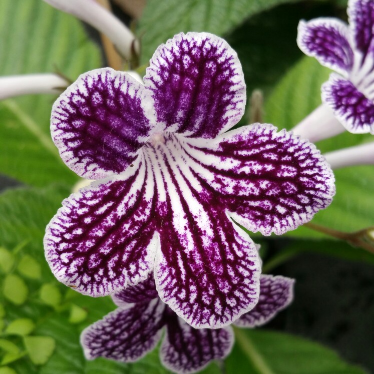 Plant image Petunia 'Littletunia Blue Vein' (Littletunia Series)