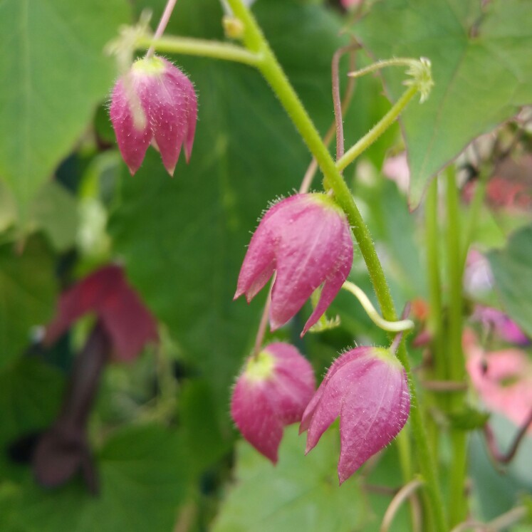 Plant image Rhodochiton atrosanguineus