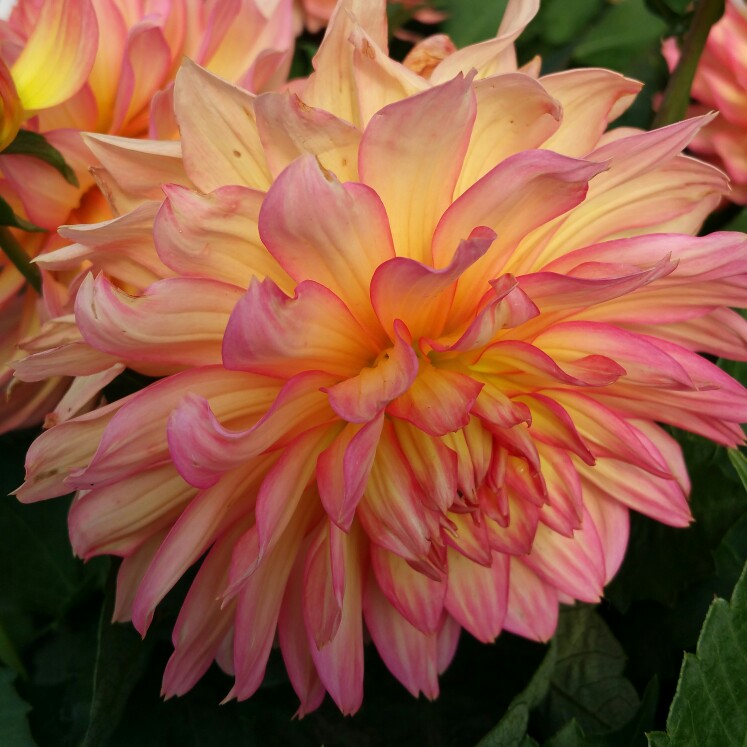 Plant image Dahlia 'Spanish Conquest'