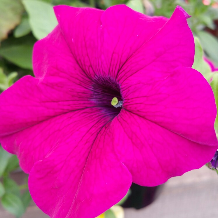 Plant image Petunia