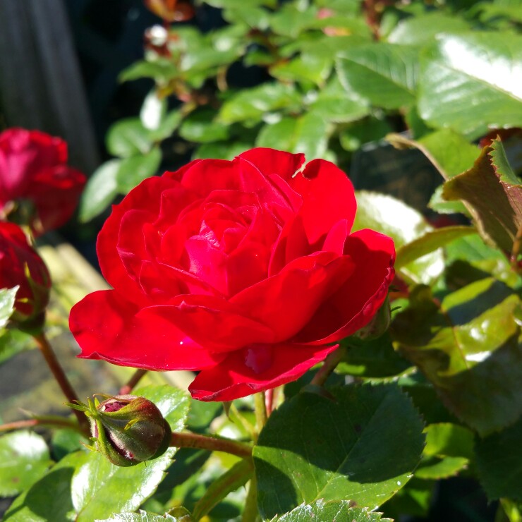 Plant image Rosa 'Desmond Tutu'