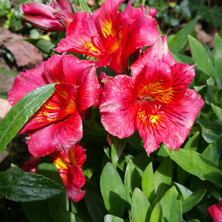 Plant image Alstroemeria 'Tesrobin' (Inticancha Series) syn. Alstroemeria 'Inticancha Red'