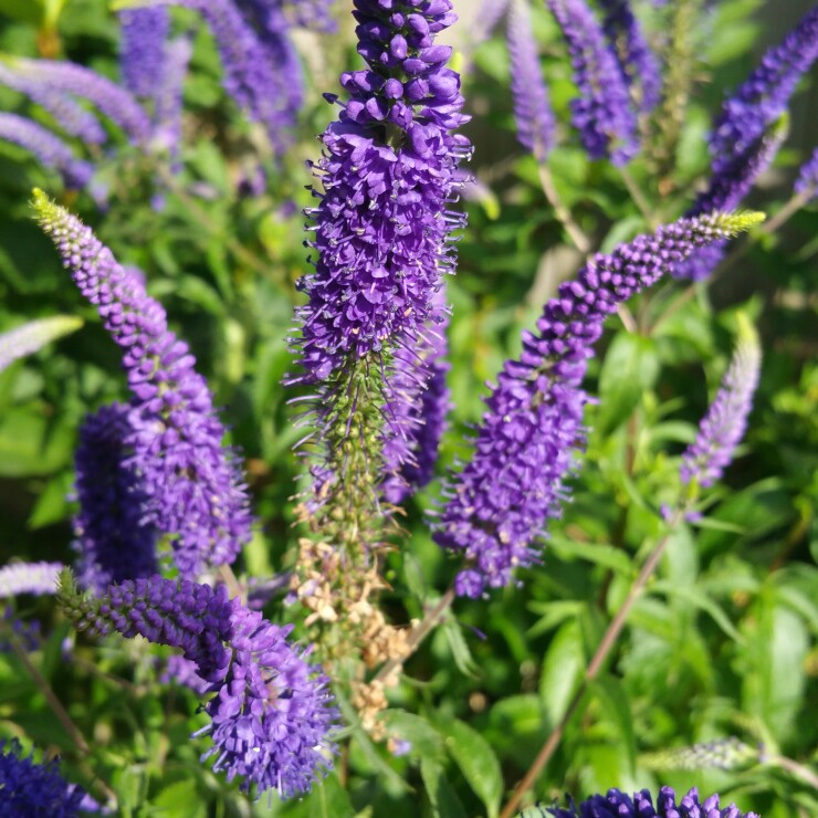 Plant image Veronica spicata 'Yabblu' syn. Veronica spicata 'Inspire Blue'