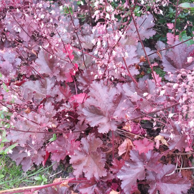 Plant image x Heucherella 'Redstone Falls'