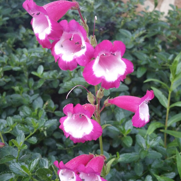 Plant image Penstemon 'Violet'