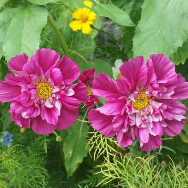 Cosmea 'Rose Bon Bon'