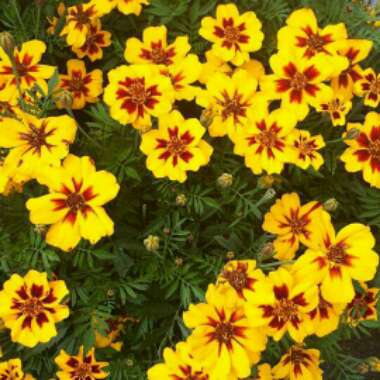 French Marigold'Naughty Marietta'