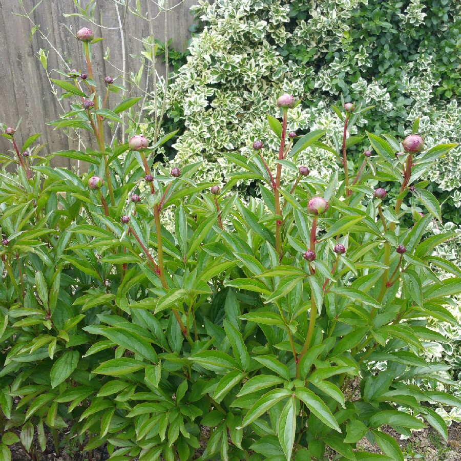 Plant image Paeonia lactiflora 'White Wings'