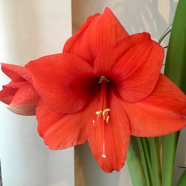 Hippeastrum 'Red Lion'