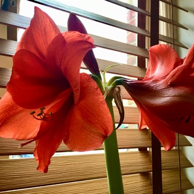 Hippeastrum 'Red Lion'