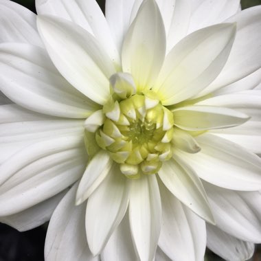 Bedding Dahlia