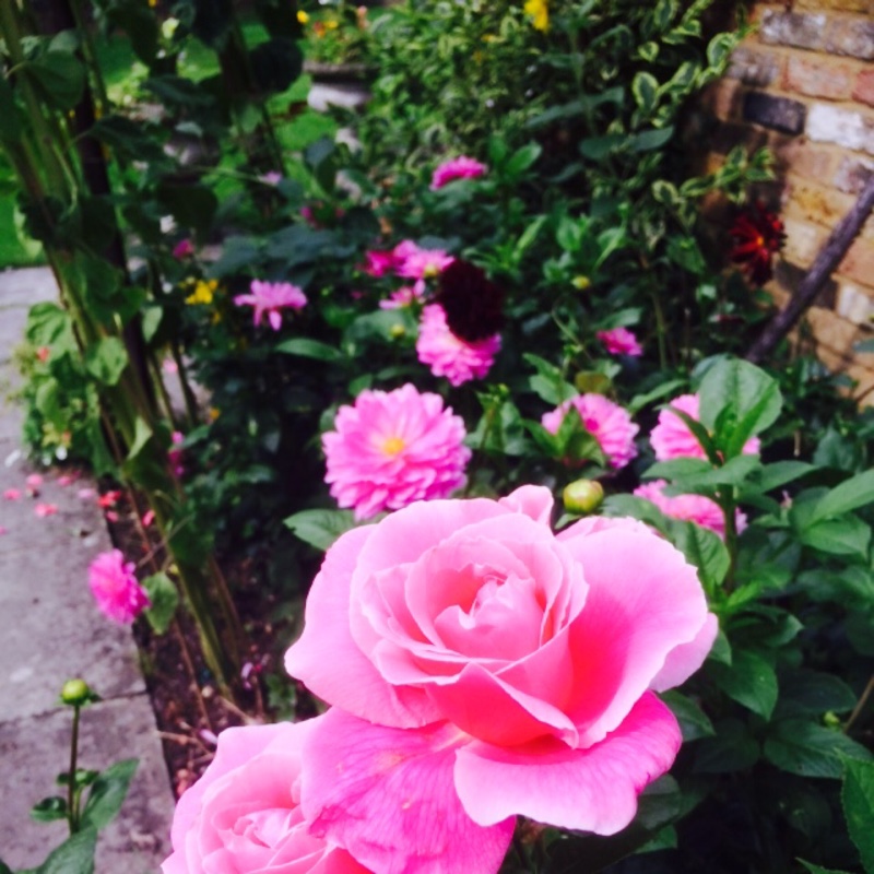 Plant image Rosa 'Ausmixture' syn. Rosa 'Olivia Rose Austin'