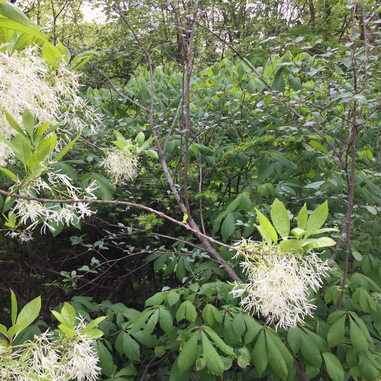 Plant image Chionanthus virginicus