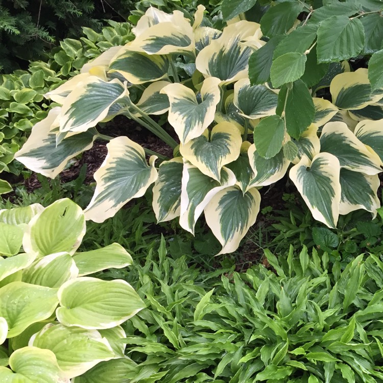 Plant image Hosta 'Aureomarginata' (ventricosa) syn. Hosta ventricosa 'Aureomarginata', Hosta 'Variegata' (ventricosa), Hosta 'Ventricosa Variegata'