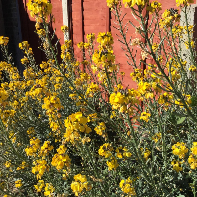 Plant image Erysimum 'Walfrasun' syn. Erysimum 'Walberton's Fragrant Sunshine'