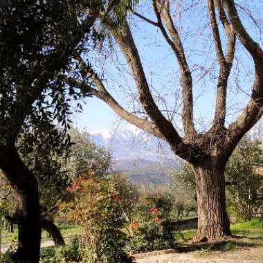 Walnut Tree