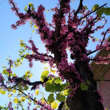 Judas tree