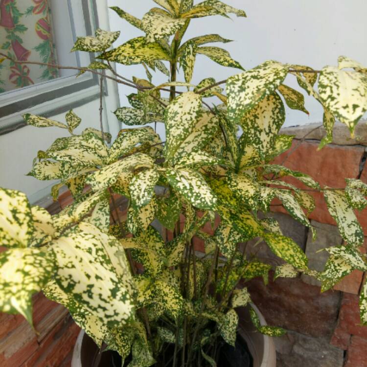 Plant image Dracaena Godseffiana 'Gold Dust'