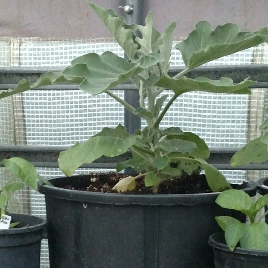 Aubergine 'Black Beauty'