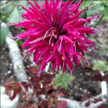 Bergamot 'Purple Rooster'