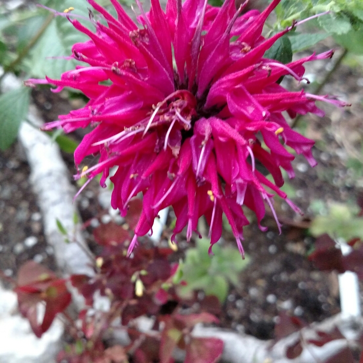 Plant image Monarda Didyma 'Purple Rooster'