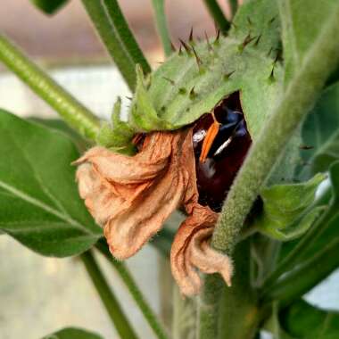 Aubergine 'Black Beauty'