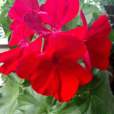 Geranium