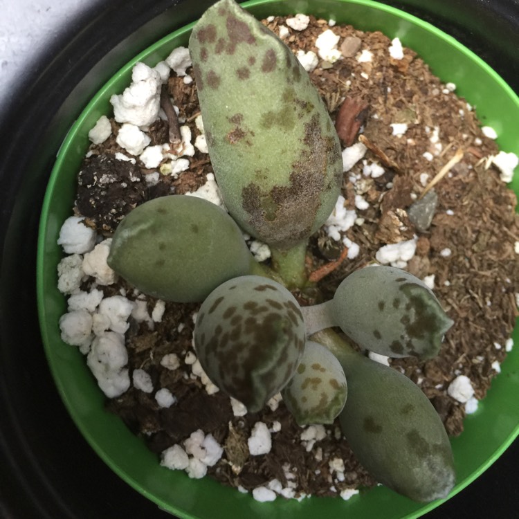 Plant image Adromischus Marianae Alveolatus