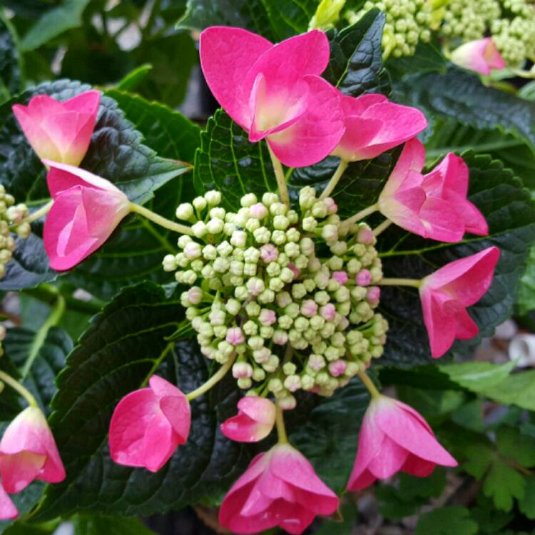 Plant image Hydrangea macrophylla 'Taube'