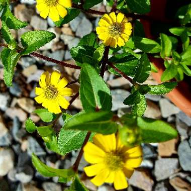 Sanvitalia procumbens