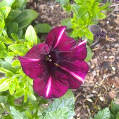 Petunia 'Designer Red Star'