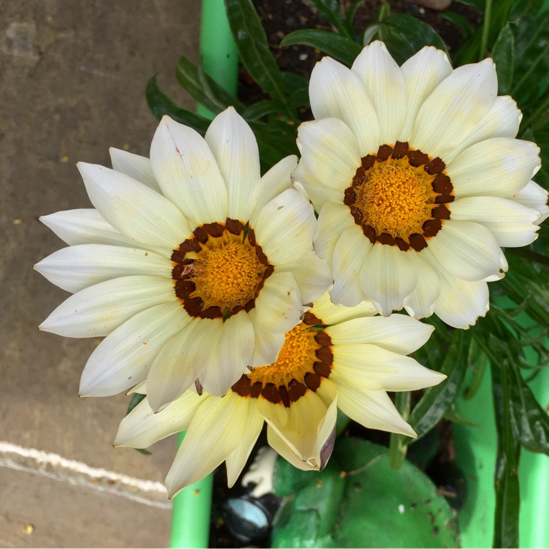 Plant image Gazania rigens 'New Day'